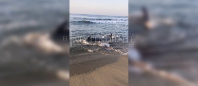 En Los Cabos, bañistas evitan el varamiento de una ballena