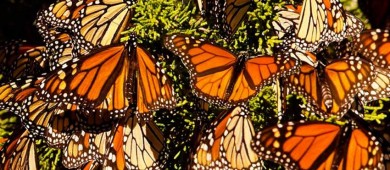 México, EU y Canadá lanzan iniciativa de monitoreo de la mariposa monarca