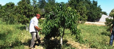 Gobierno del estado dona más de 6 mil plantas frutales y de ornato