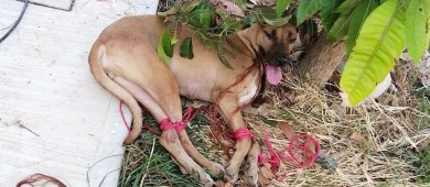 Arrestan en Los Cabos a un hombre que maltrataba a sus mascotas
