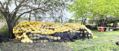 Por delito contra el medio ambiente FGR realiza cateo