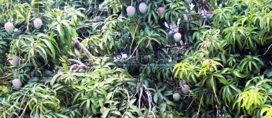 Exporta BCS 170 toneladas de mango a Japón y Estados Unidos