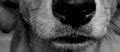 Asesino de perros es condenado a 4 años de cárcel; la sentencia más alta