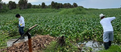 Continúan las jornadas para la erradicación del lirio acuático en el Estero de SJC