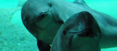 Por vaquita marina, UNESCO propone mantener a México en lista negra de Patrimonio Mundial