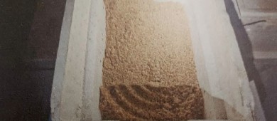 Sentencian a un hombre por posesión de huevos de tortuga en Cabo San Lucas