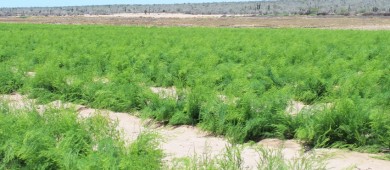 Mantiene Baja California Sur segundo lugar de producción de espárrago