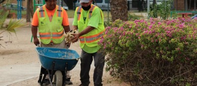Servicios públicos aplica más de 2 toneladas de mulch en diferentes parques de La Paz