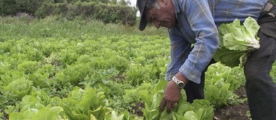 Campesinos en México se hacen viejos... y no hay relevo
