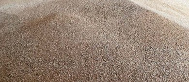 Registra BCS producción récord en trigo