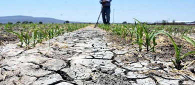 Posible aumento de precio en alimentos; Sequía y calor detonan escasez, alerta sector agropecuario