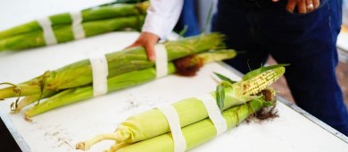 Nayarit tiene el elote más grande del mundo con 49 centímetros