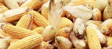 México dice que está 'preparado' para defender regulación de maíz transgénico en panel de T-MEC