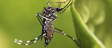 Dengue, al alza; prende alertas a nivel global