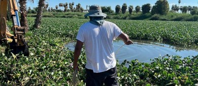 En lo que va del año se han retirado 400 toneladas de lirio acuático del Estero de SJC