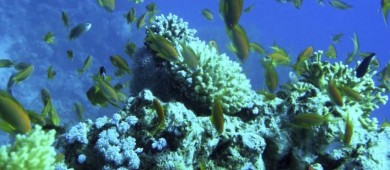 Greenpeace denuncia peligro para 481 especies y arrecifes por gasoducto en golfo de México