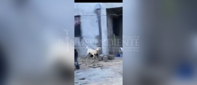 Denuncian brutal maltrato animal, en San José del Cabo