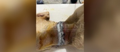 Denuncian brutal maltrato animal, en San José del Cabo