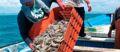 Camarón para todos… levantan veda en cinco estados del Pacífico mexicano