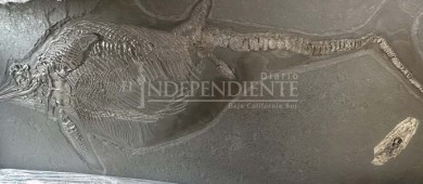 Investigan a dos personas, por transportar fósiles en Baja California Sur