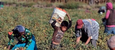 Aumenta trabajo infantil en México; hay 2 millones de niños en labores peligrosas
