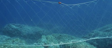 Aunque nunca se fueron, redes de enmalle volverían a ser legales en hábitat de vaquita marina