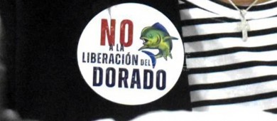 Pide Congreso de BCS un freno a la iniciativa de liberar el dorado a la pesca deportiva