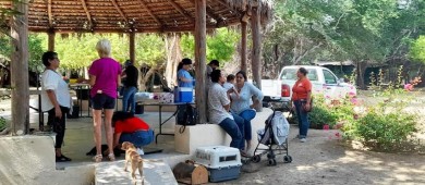 Continúan las campañas de Esterilización y Vacuna Antirrábica Canina y Felina en la zona rural de Los Cabos
