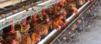 México reporta brote de gripe aviar H5N1 en dos granjas