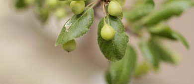 Equipo multidisciplinario de la UABCS trabaja en proyecto sobre el valor histórico de la medicina tradicional en BCS