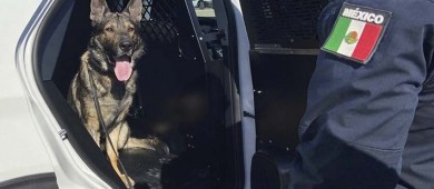 Unidad Canina de la SSPE realiza viaje de estudios a la universidad de Texas