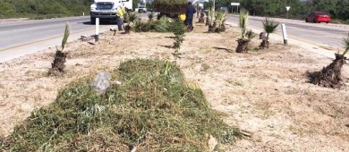 Limpia Servicios Públicos los camellones y accesos en la carretera hacia el aeropuerto