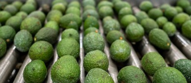 Aguacates mexicanos de exportación promueven deforestación, denuncia ONG