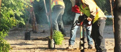 Implementa Servicios Públicos el programa “Pulmones Urbanos”