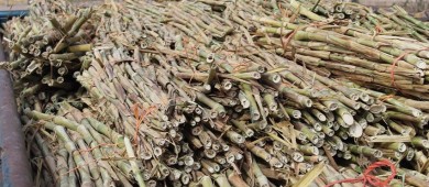 Distribuye Sepada 30 toneladas de semilla de zacate cuba para alimentar ganado