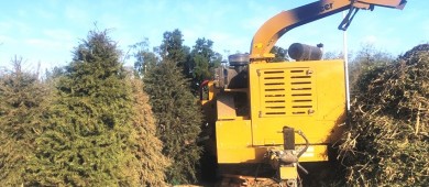 Habilitan centro de acopio de arbolitos de navidad en el Eco Parque de la juventud