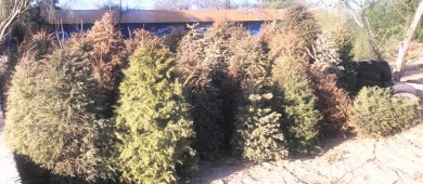 Habilitan centro de acopio de arbolitos de navidad en el Eco Parque de la juventud