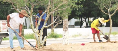 Avanza en 80% la reforestación de los camellones en el bulevar Constituyentes