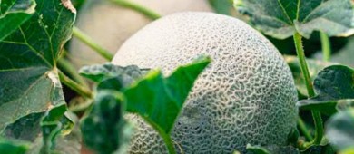 Melón sonorense está libre de salmonella, dice el gobierno de México