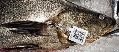 Por posesión de dos ejemplares de Totoaba dan sentencia condenatoria contra Manuel “N”