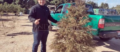 Continúa la recepción de arbolitos de navidad en el Eco Parque