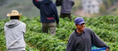 Programa de jornaleros mexicanos en Canadá cumple 50 años con 27,000 campesinos