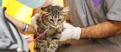 Creación de veterinarias gratuitas en todo el país ya es ley