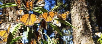 Superficie de la mariposa monarca se reduce 59% y estas son las causas