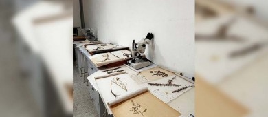 Herbario Fanerogámico de la UABCS se integra a la Red de Herbarios del Noroeste de México
