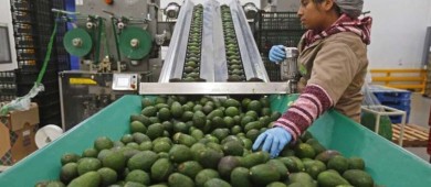 México alcanza los 51,874 millones de dólares en exportaciones agroalimentarias en 2023