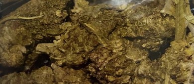 Obtiene FGR sentencia contra tres personas de ocho años de prisión por portación de arma de fuego, y contra la salud