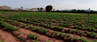 Regar cultivos con aguas residuales tratadas, una solución a la sequía: UNAM