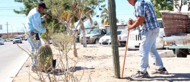 Reforesta Servicios Públicos el bulevar Olachea con más de 300 ejemplares
