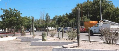 Reforesta Servicios Públicos el bulevar Olachea con más de 300 ejemplares